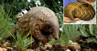 The most trafficked mammals in the world face extinctionâas conservationists try to save them from smuggling